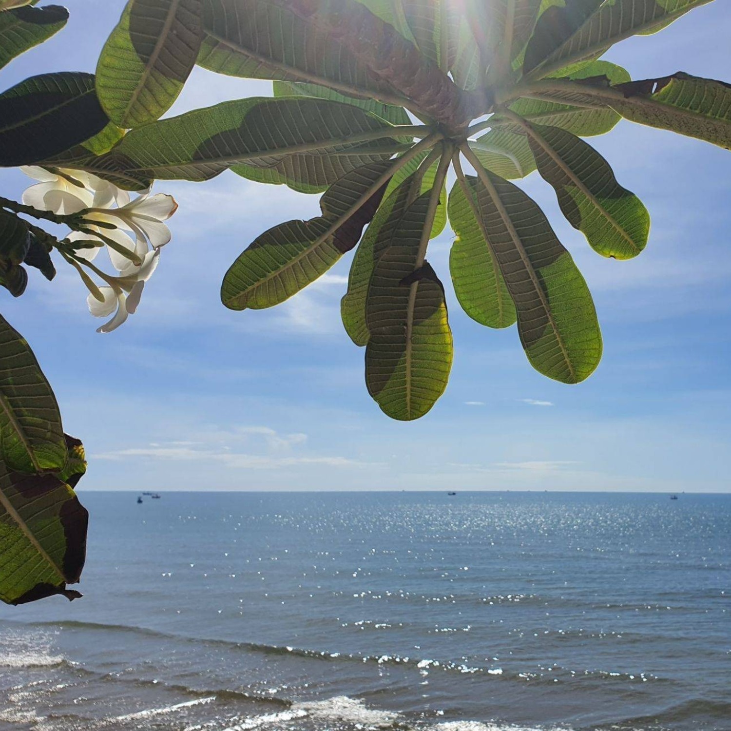 Under the palms — Lyndale Lodge