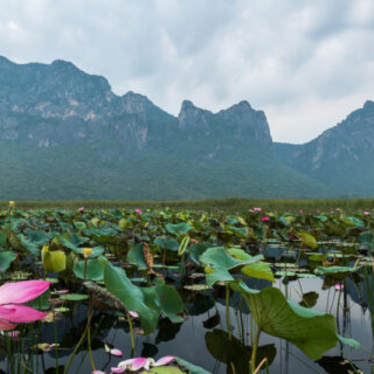 A lotus-filled lake beneath the mountains of Sam Roi Yot National Park